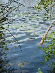 One of many local attractions