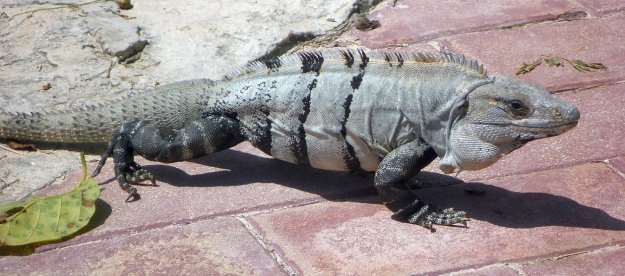 Speaking of vacation mode, here's another lounge lizard from around the pool