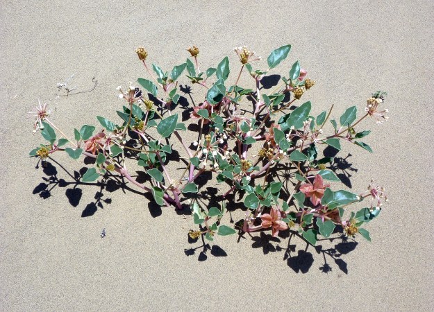 Wildflowers in the Wash