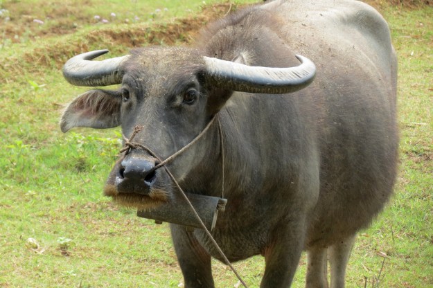 You might meet one of these in the middle of your path. (Photo by Rob Mudie)