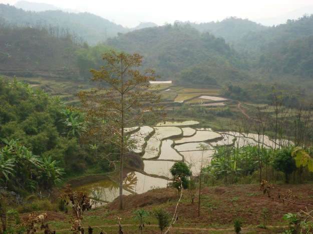 Flooded paddies all around, but no mosquitoes to be found.